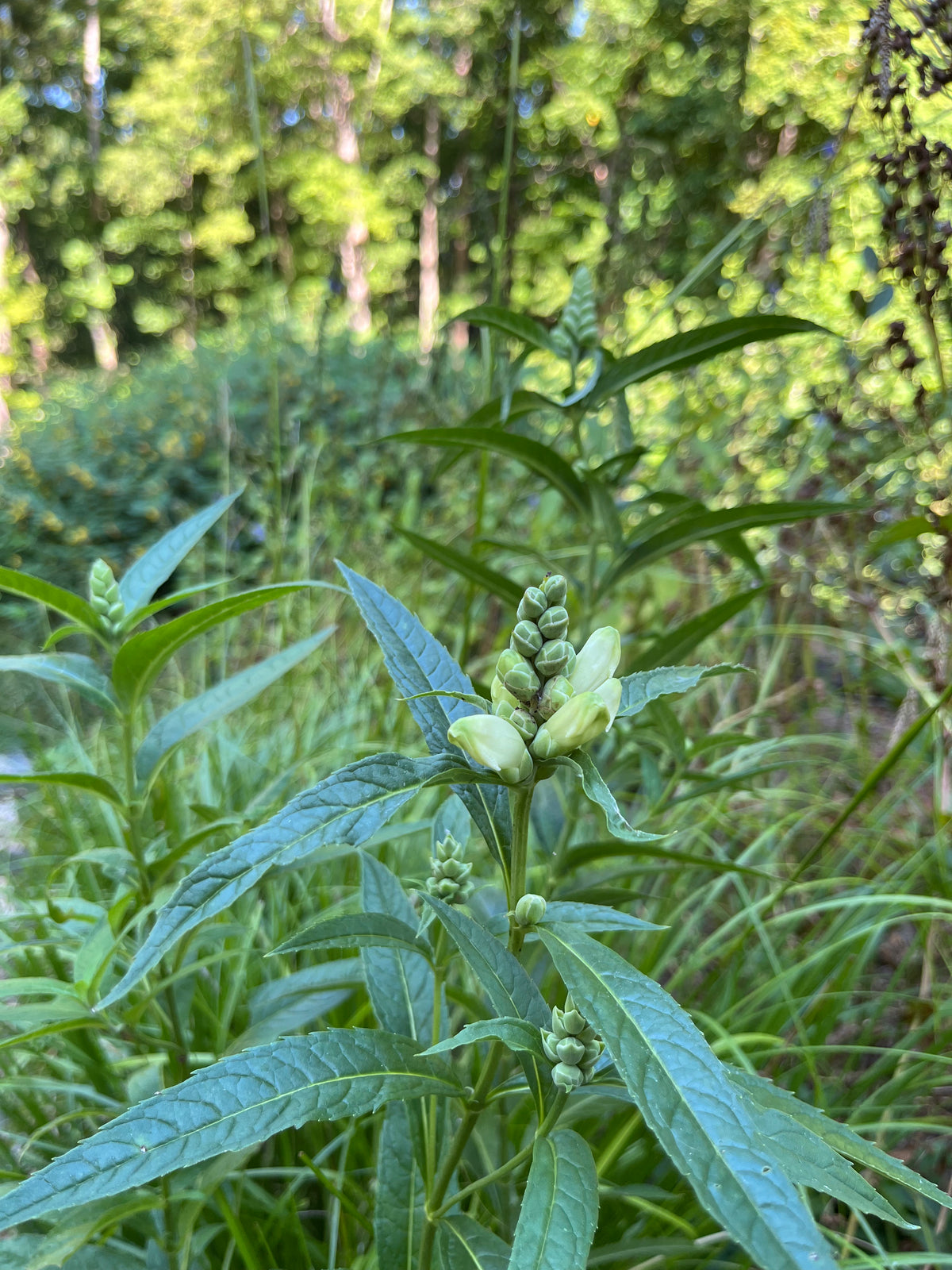 Chelone glabra