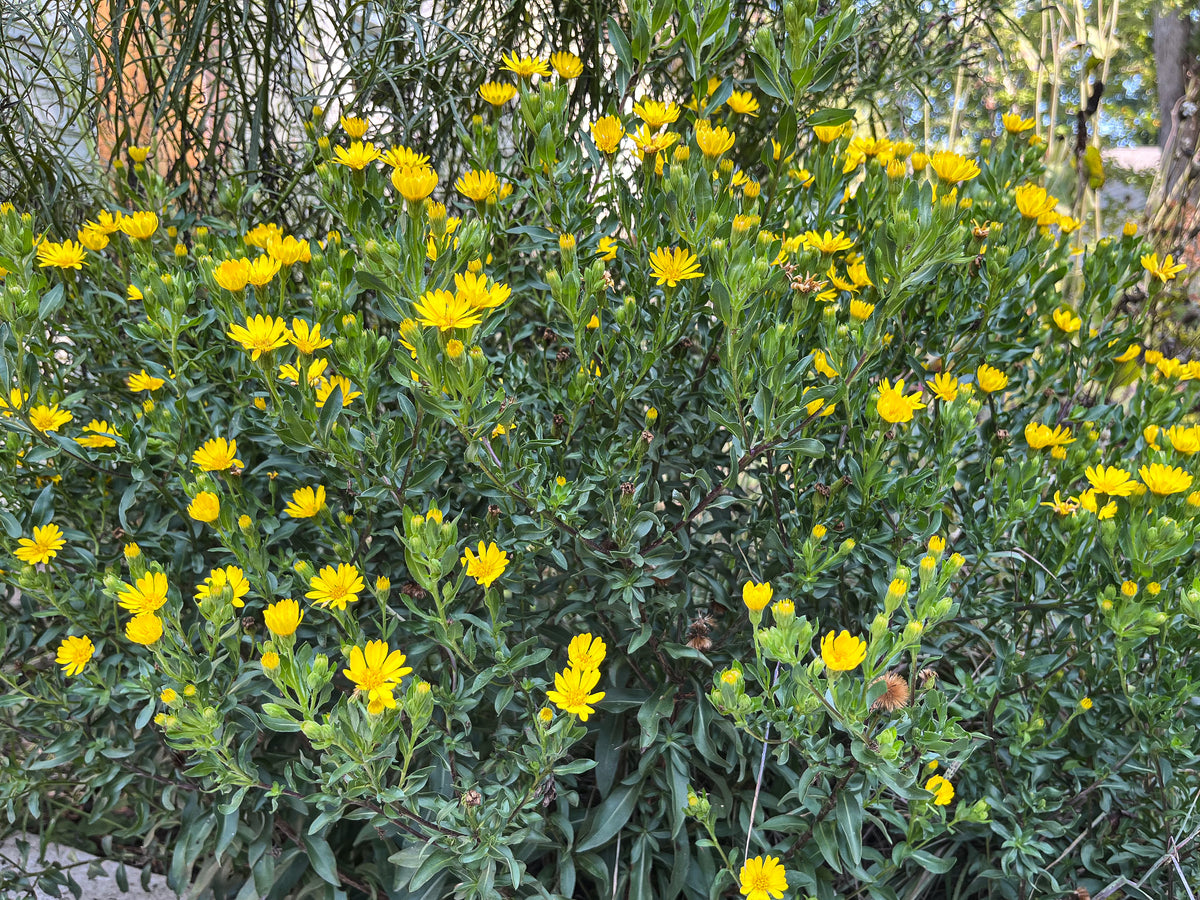 Chrysopsis mariana