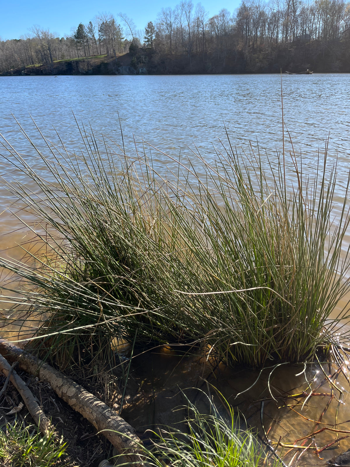 SALE Juncus effusus