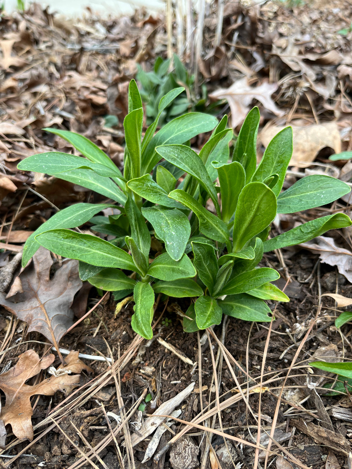 Silene regia