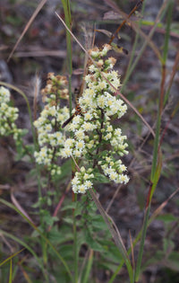 Solidago bicolor