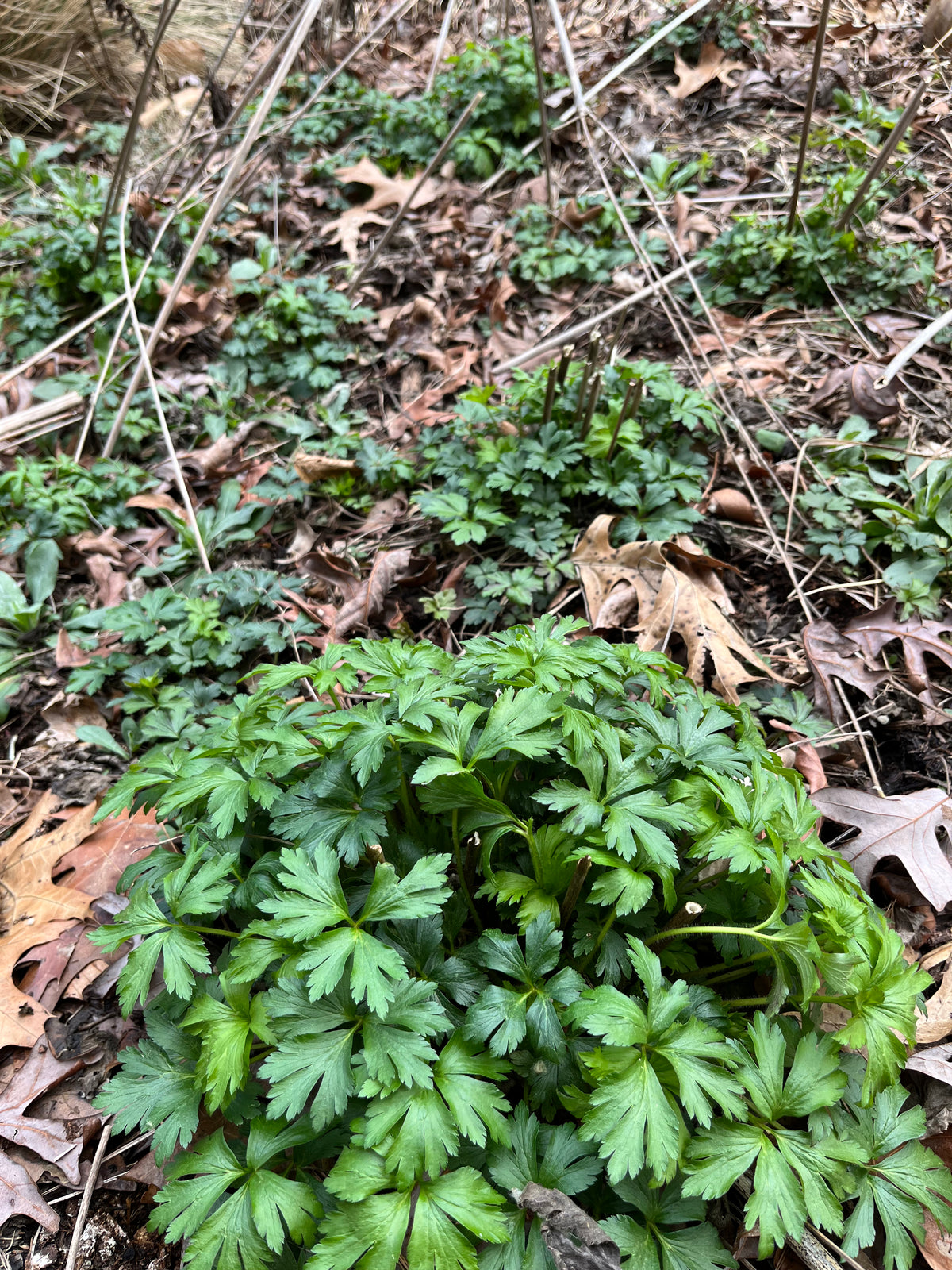 Anemone virginiana