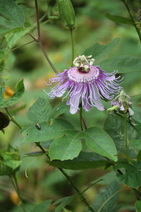 Passiflora incarnata