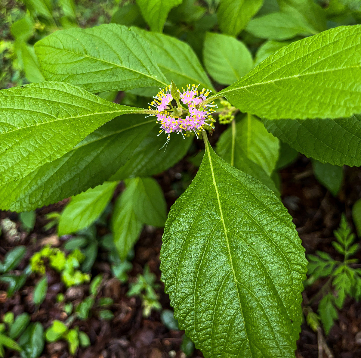 Callicarpa americana