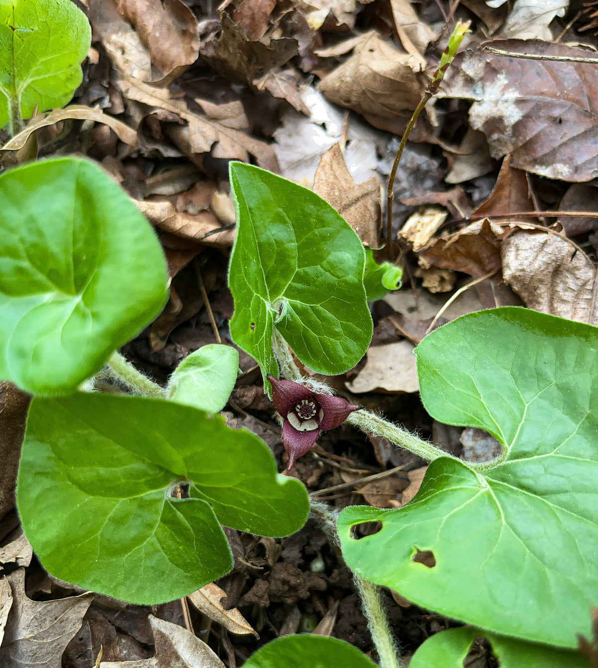 Asarum canadense