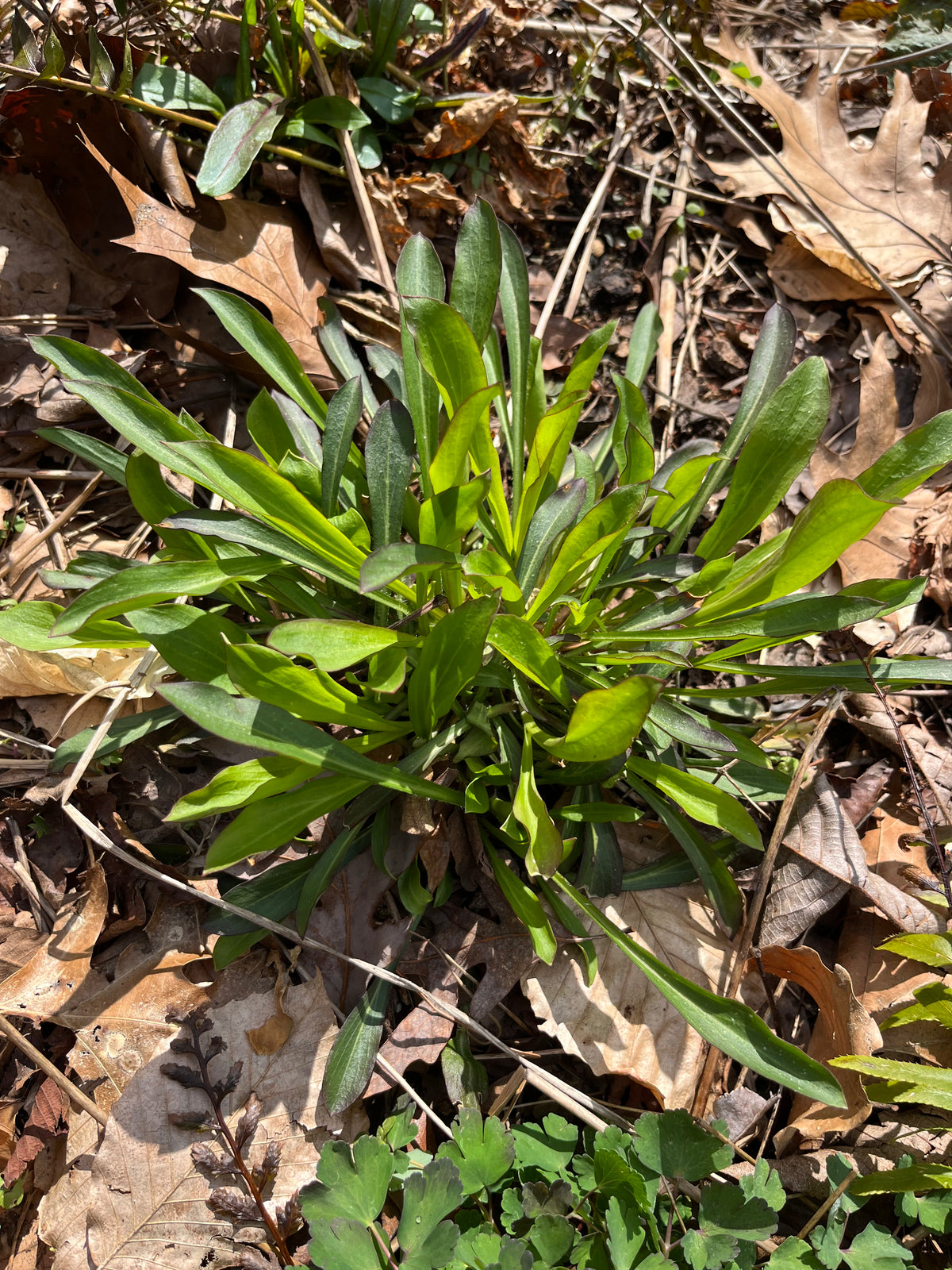 Silene virginica