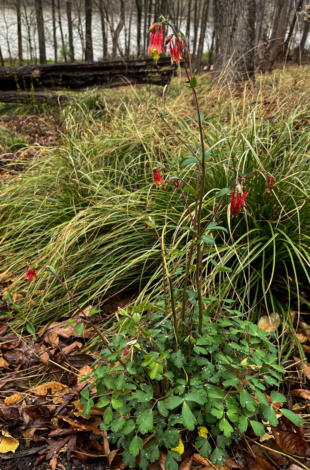 Aquilegia canadensis