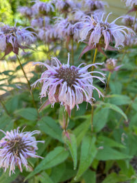 Monarda bradburiana