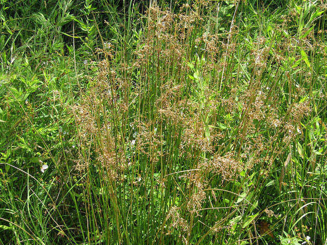 SALE Juncus effusus