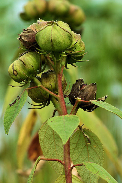 Hibiscus moscheutos