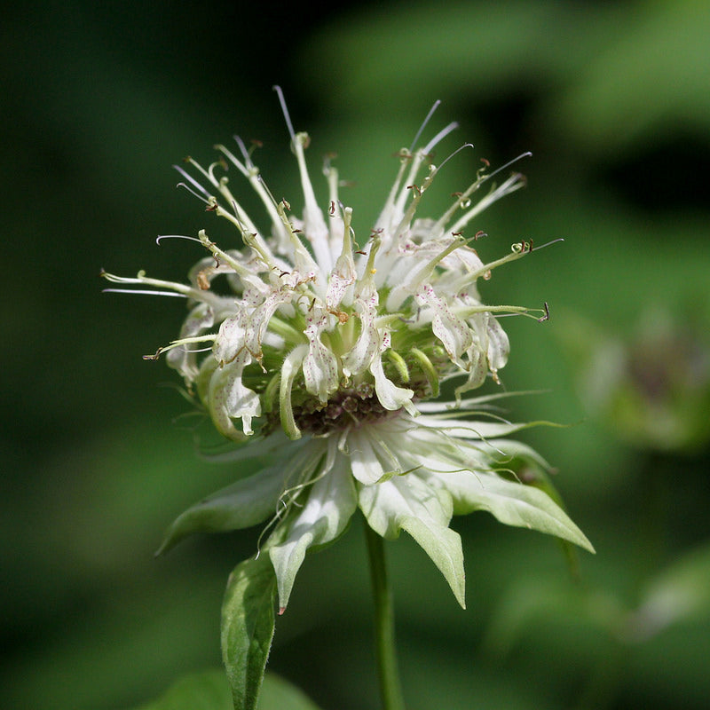 Monarda clinopodia