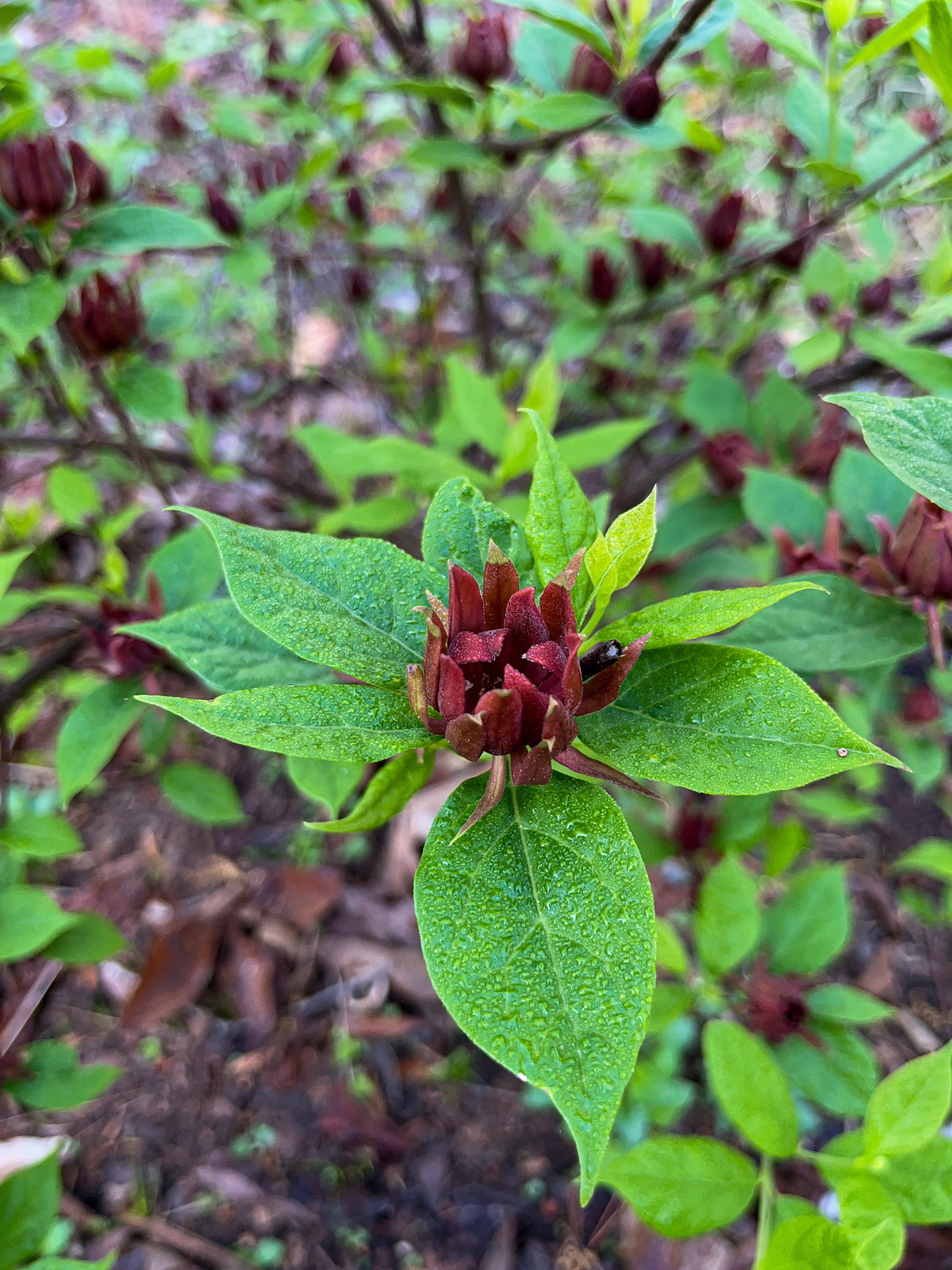 Calycanthus floridus