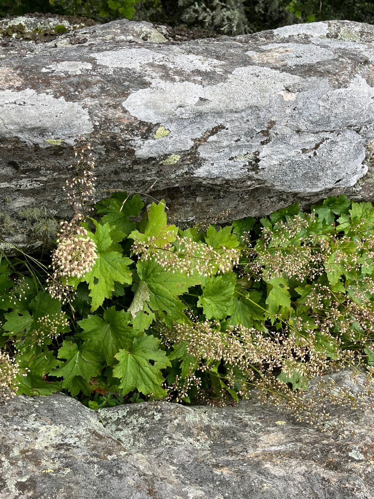 Heuchera villosa