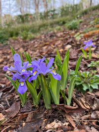 Iris cristata