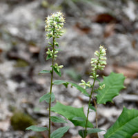 Solidago bicolor