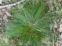 Deschampsia flexuosa