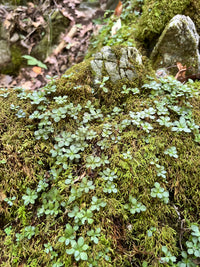 Sedum ternatum