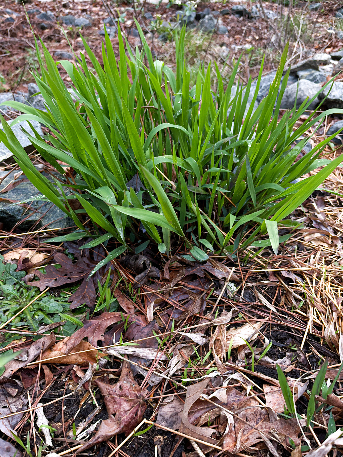 Chasmanthium latifolium