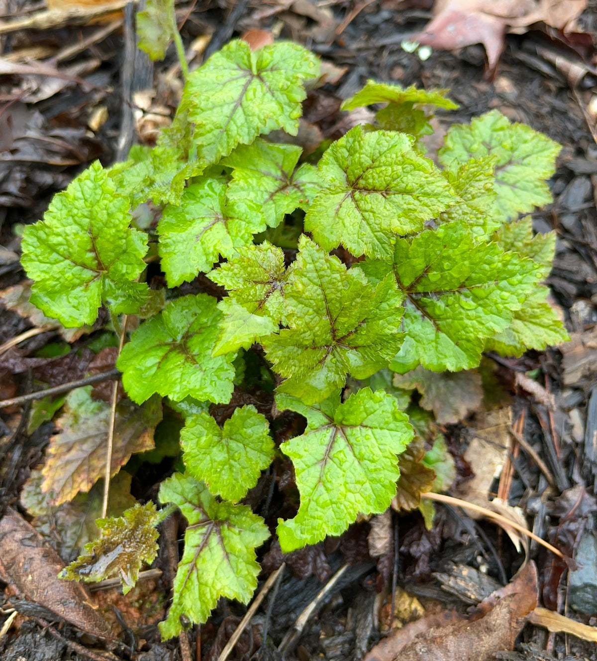 Tiarella cordifolia