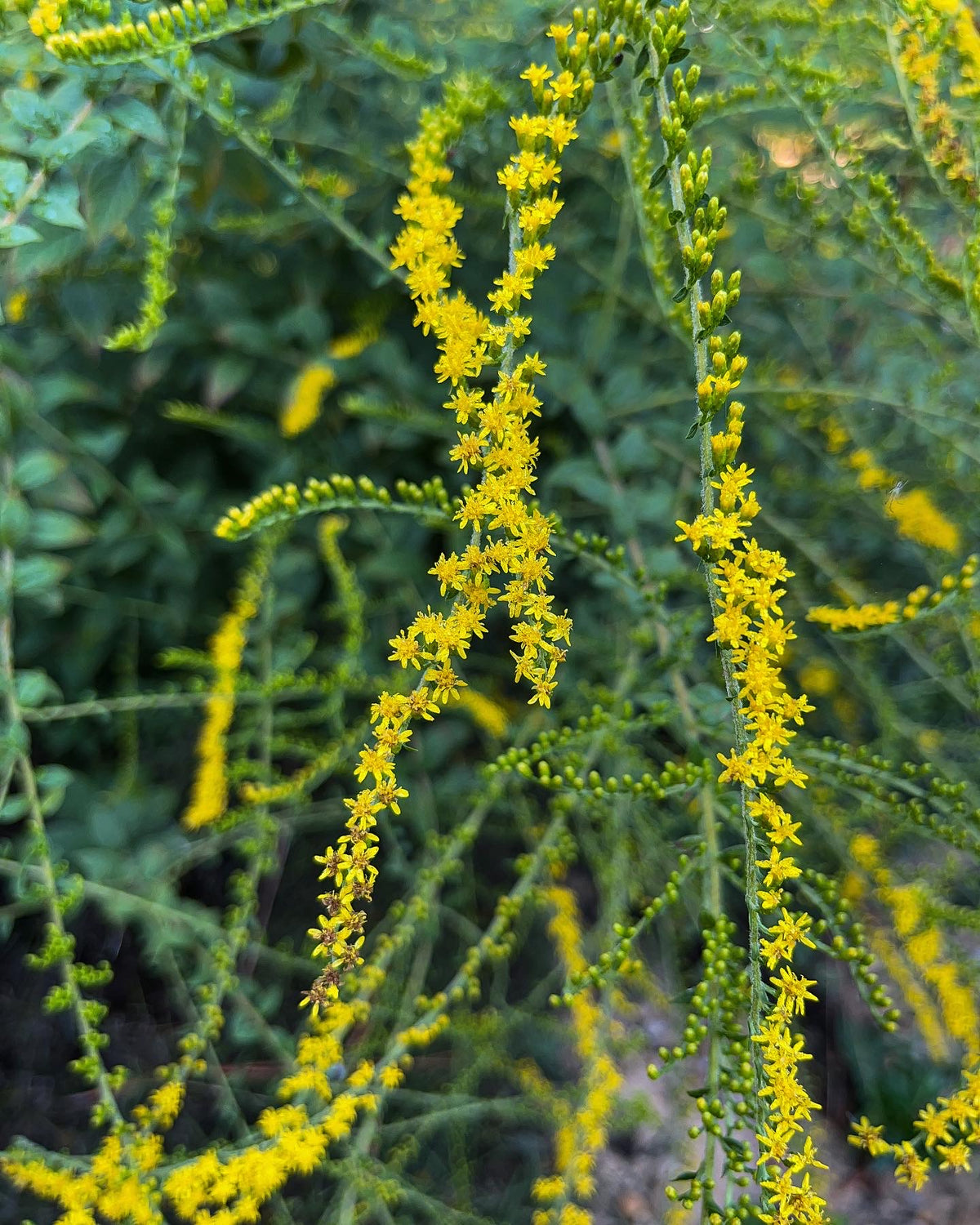 Solidago rugosa 'Fireworks'