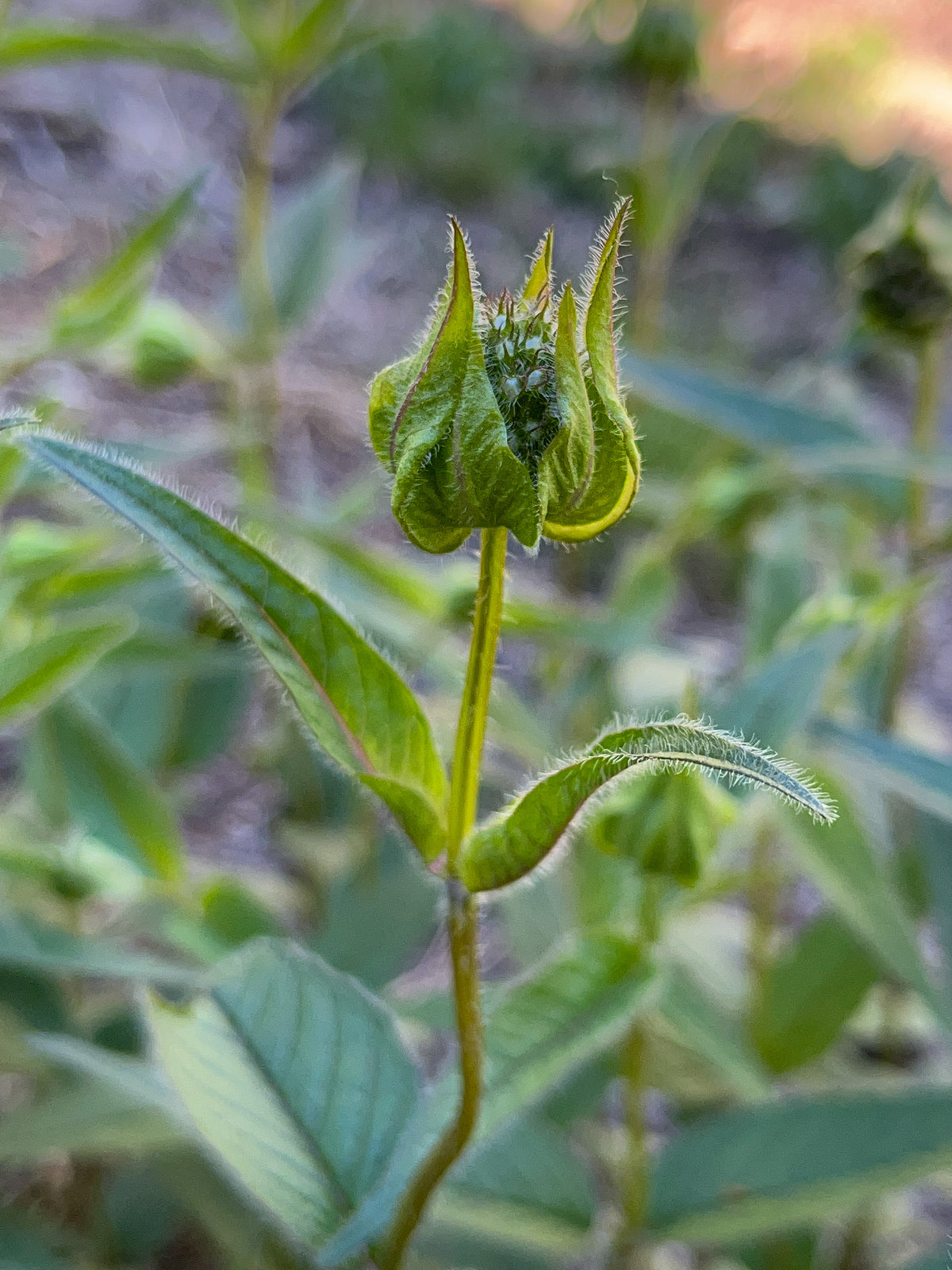 Monarda bradburiana