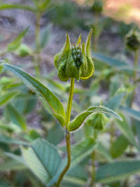 Monarda bradburiana