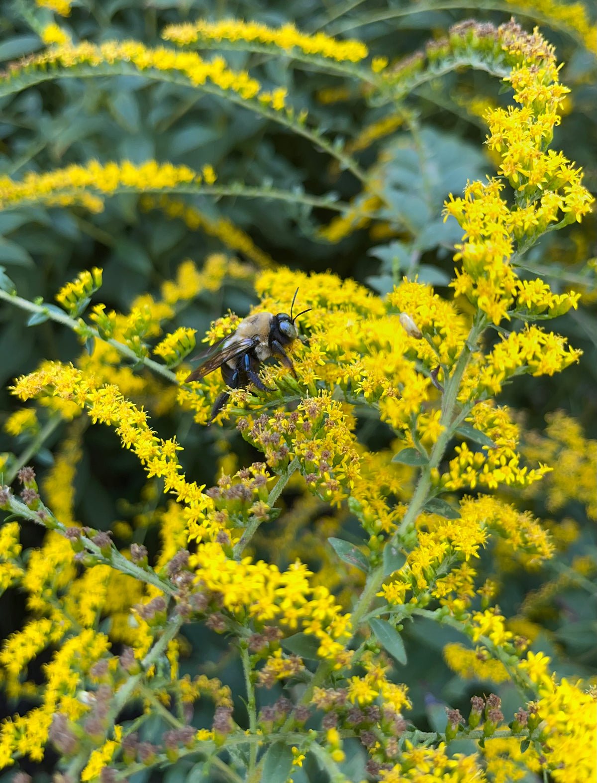 Solidago rugosa 'Fireworks'