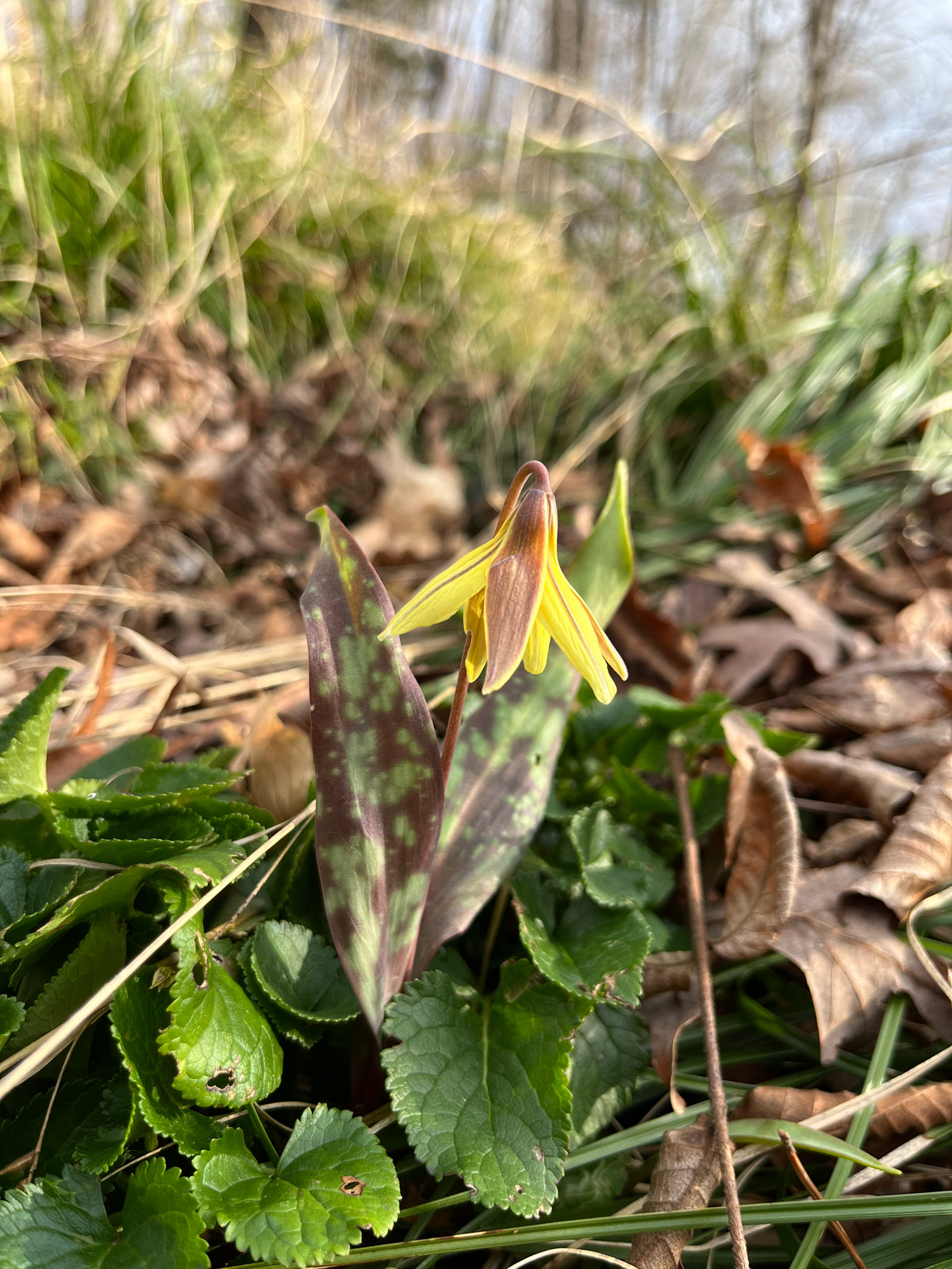 Erythronium umbilicatum