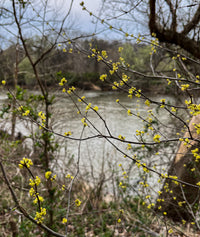 Lindera benzoin