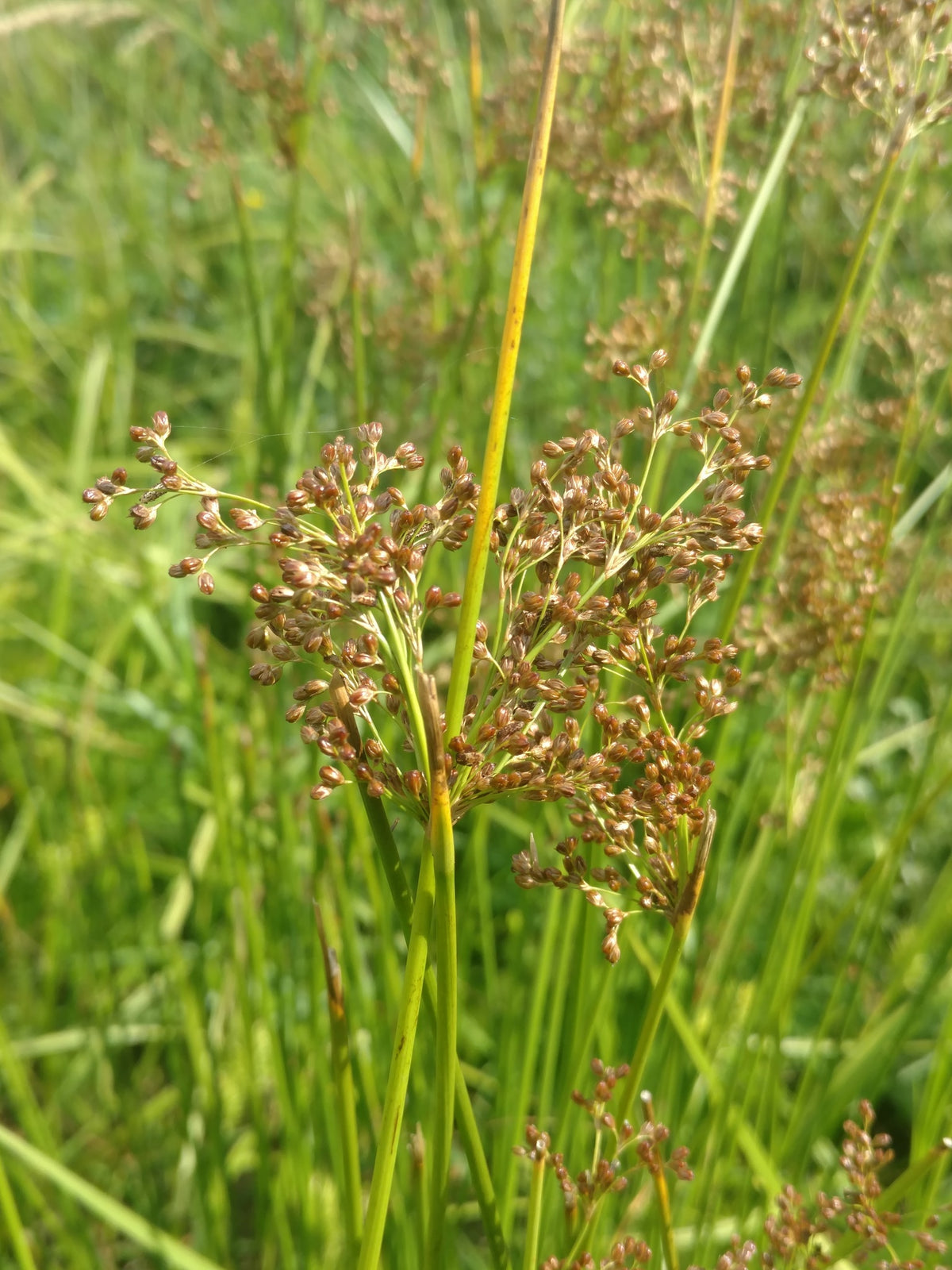 SALE Juncus effusus