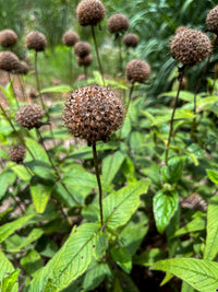 Monarda bradburiana