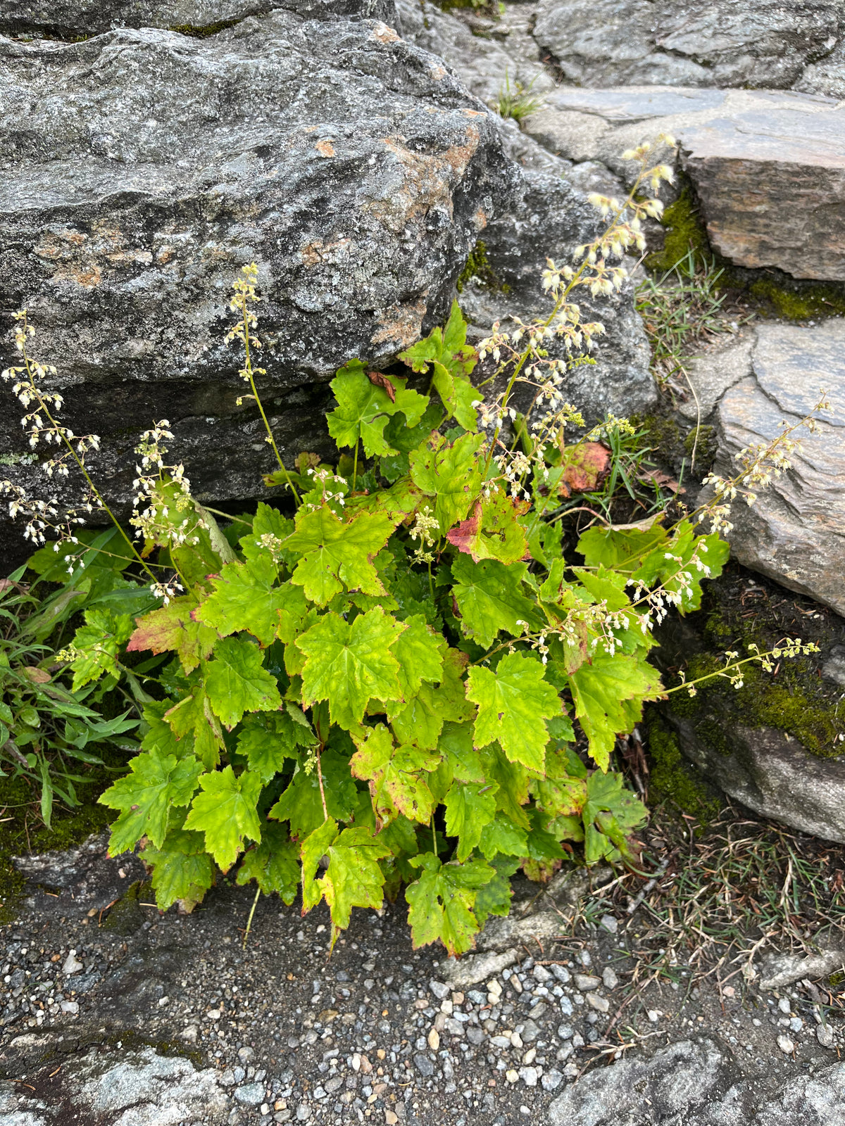 Heuchera villosa