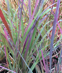 Schizachyrium scoparium  'The Blues'