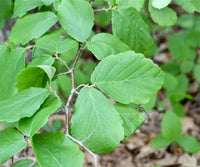 Hamamelis virginiana