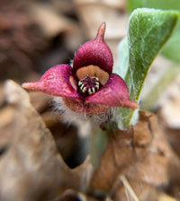 Asarum canadense