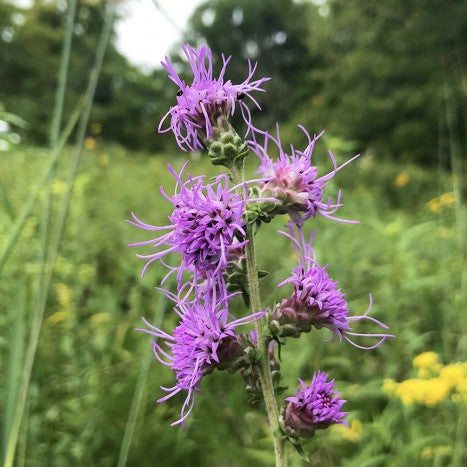 Liatris aspera