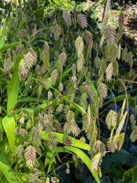 Chasmanthium latifolium