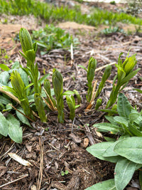 Amsonia tabernaemontana