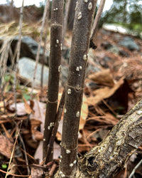 Cephalanthus occidentalis