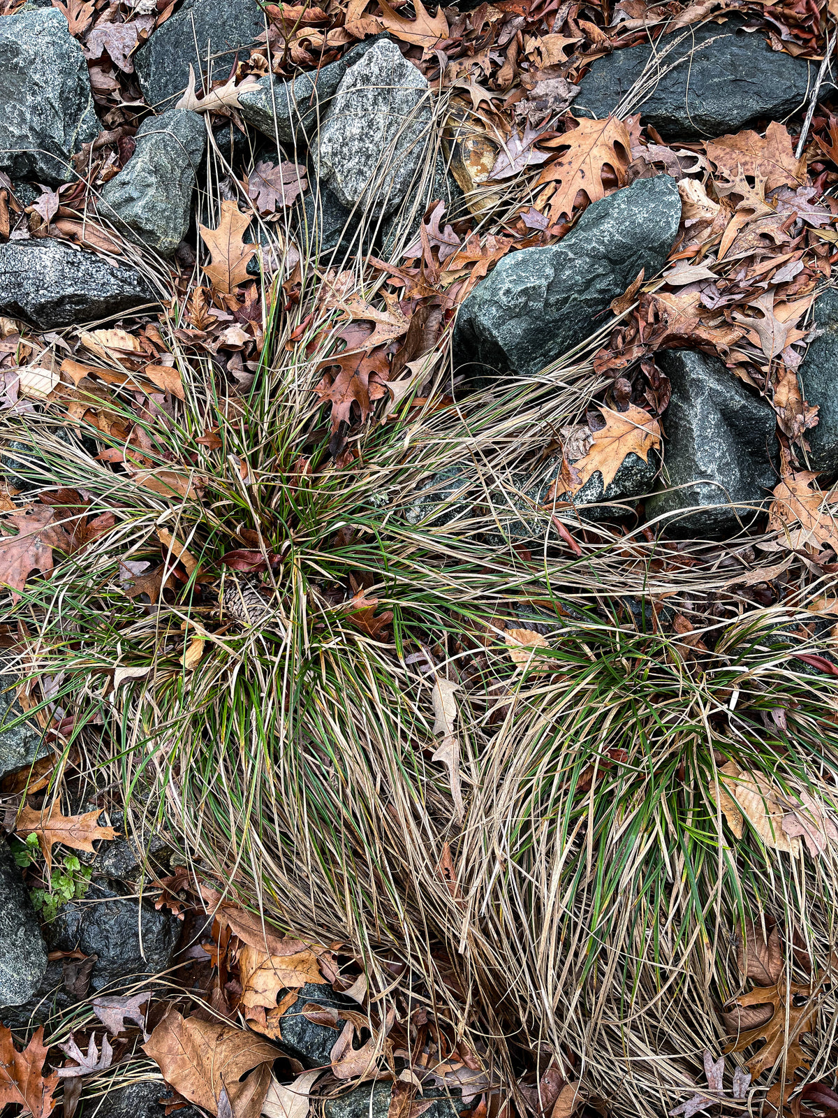 SALE Carex vulpinoidea