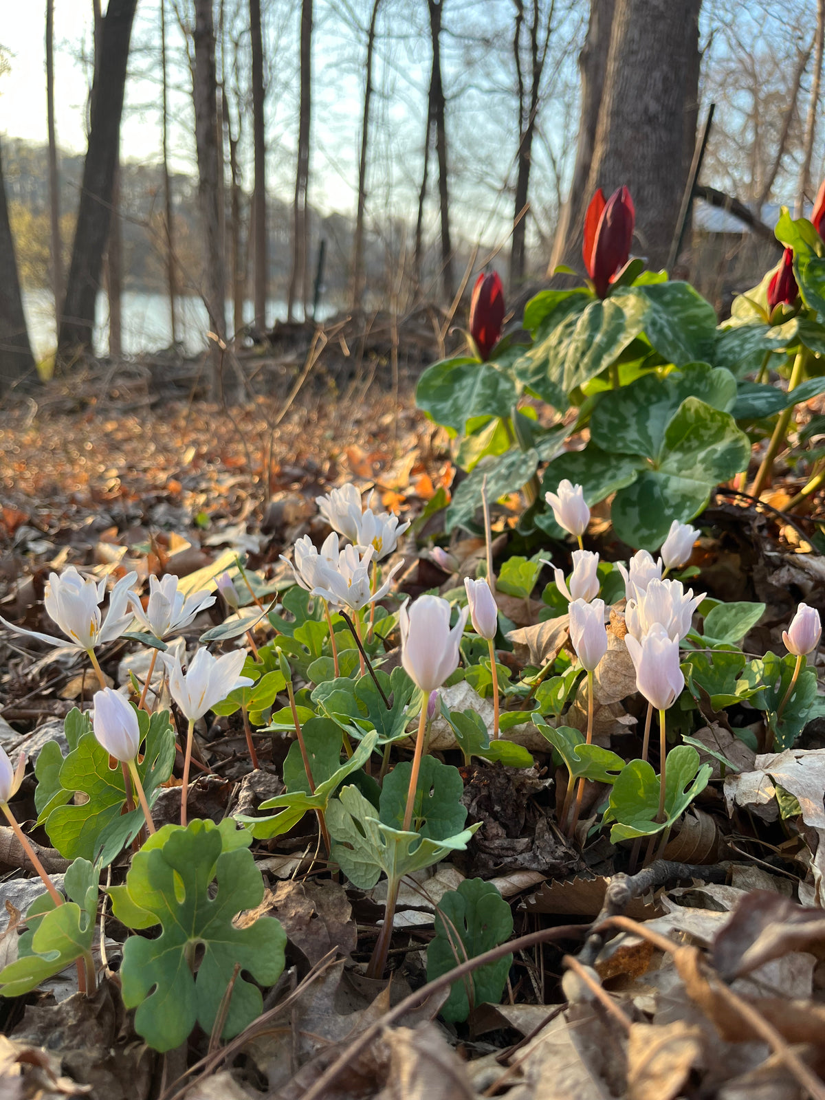 Sanguinaria canadensis