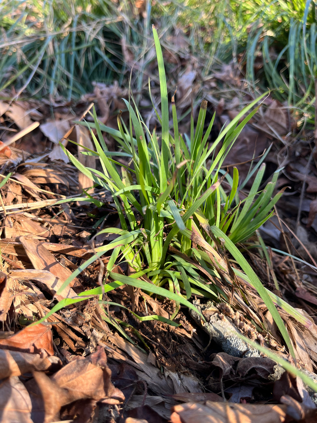 Sisyrinchium angustifolium