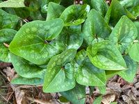 Asarum arifolium