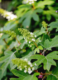 Hydrangea quercifolia