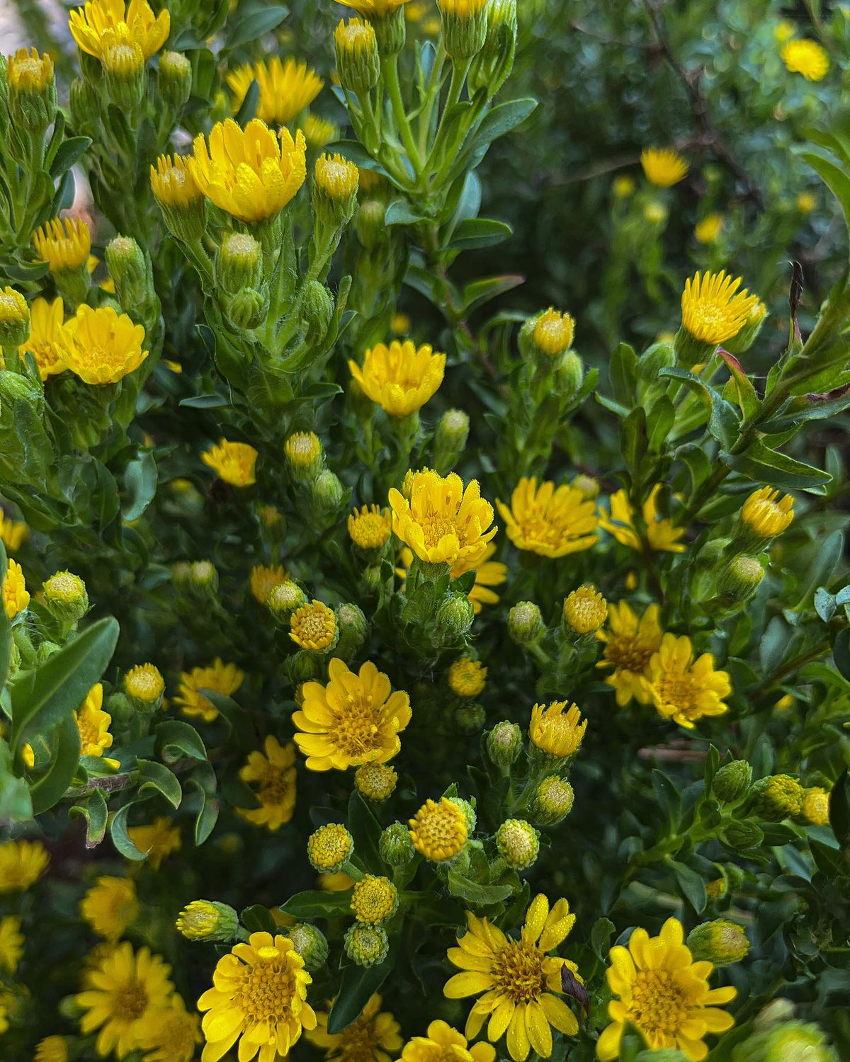 Chrysopsis mariana