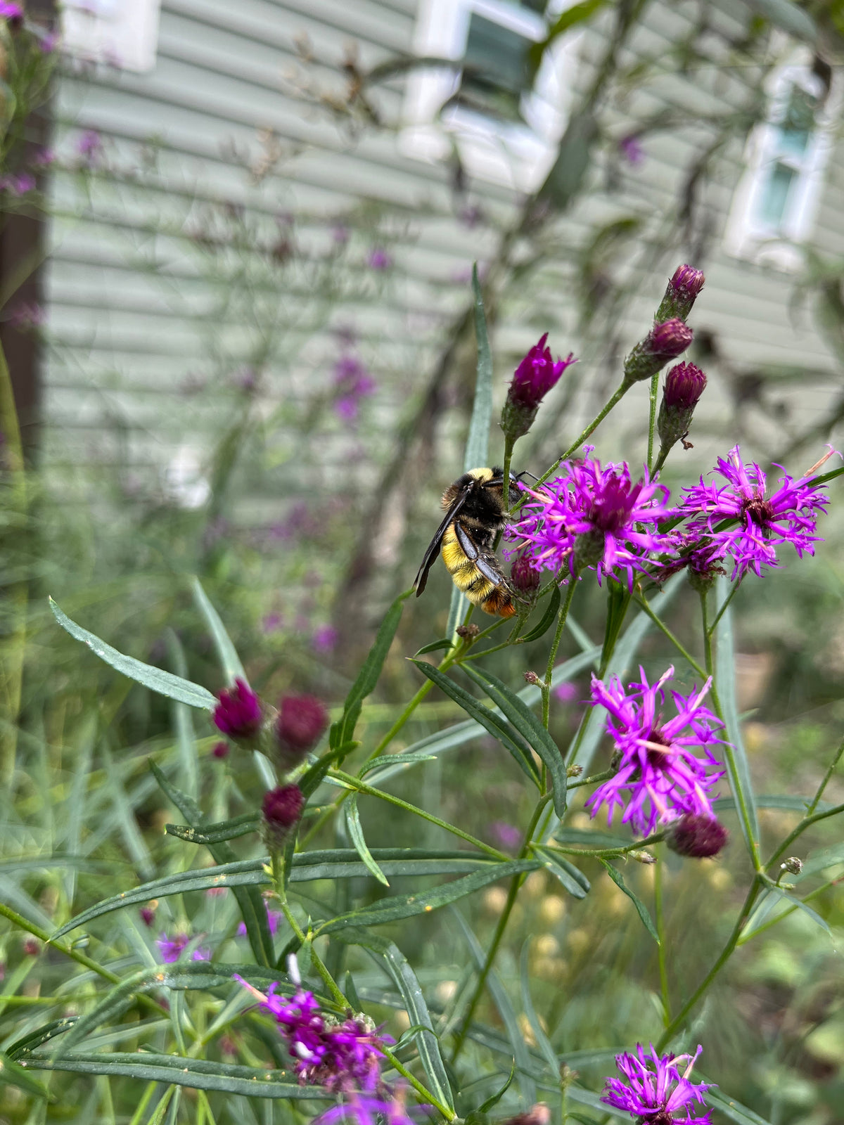 Vernonia lettermanii x V. noveboracensis / Ironweed (Aster Family)