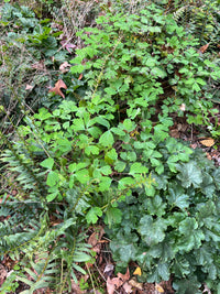 Aquilegia canadensis