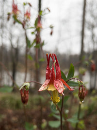 Aquilegia canadensis