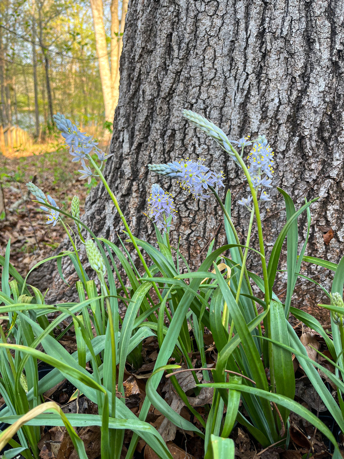 Camassia Scilloides