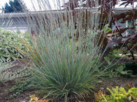 Schizachyrium scoparium  'The Blues'